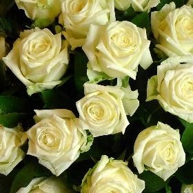 Timeless Funeral Roses