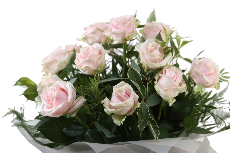 Pink Rose Lizzies Bundle