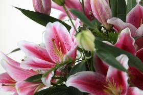 Lizzies Pink Lily Bundle