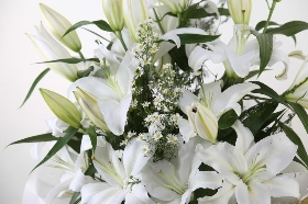 Lizzies White Lily Bundle